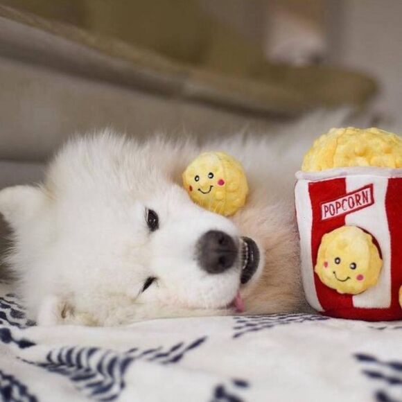 Zippy Paws Burrow Interactive Dog Toy Hide and Seek Squeaky Popcorn Bucket - Picture 4 of 12